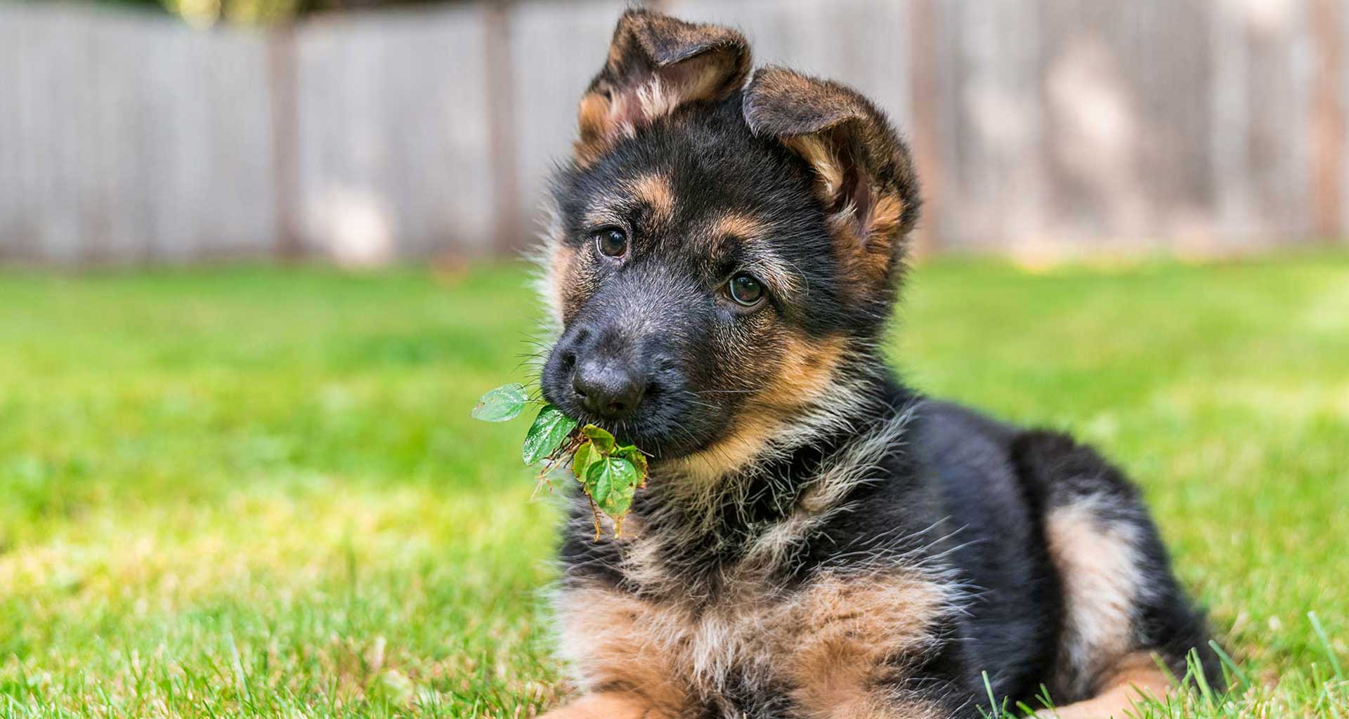 Inventive ways to feed your dog